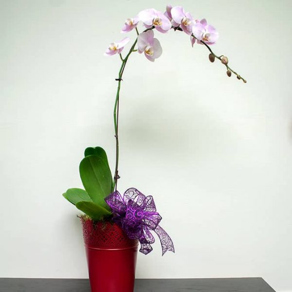 Phaleonopsis Orchid - Image 3