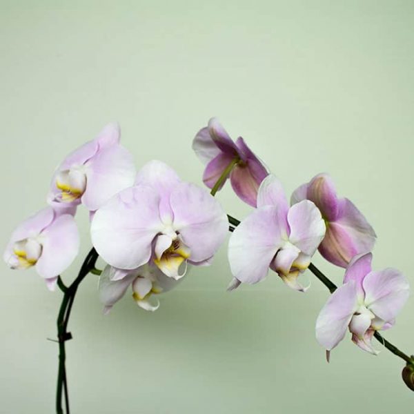 Phaleonopsis Orchid - Image 4