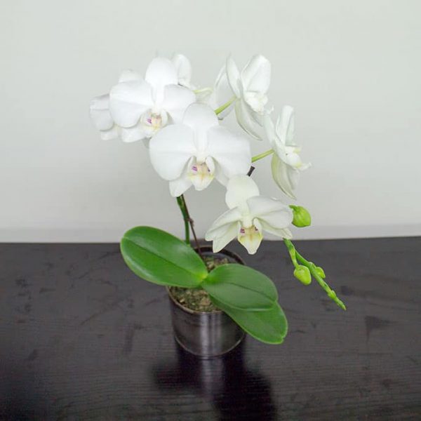Phaleonopsis Orchid - Image 2