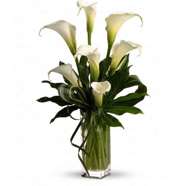 Calla Tribute