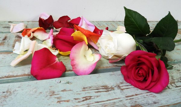 Rose Petals