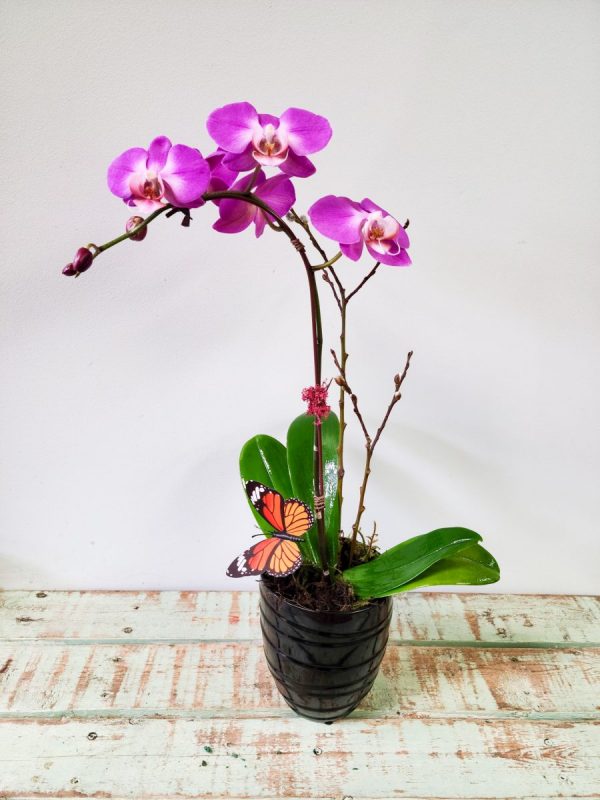 Spring Orchid