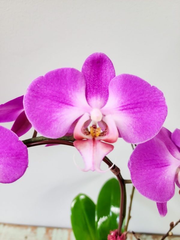 Spring Orchid - Image 2